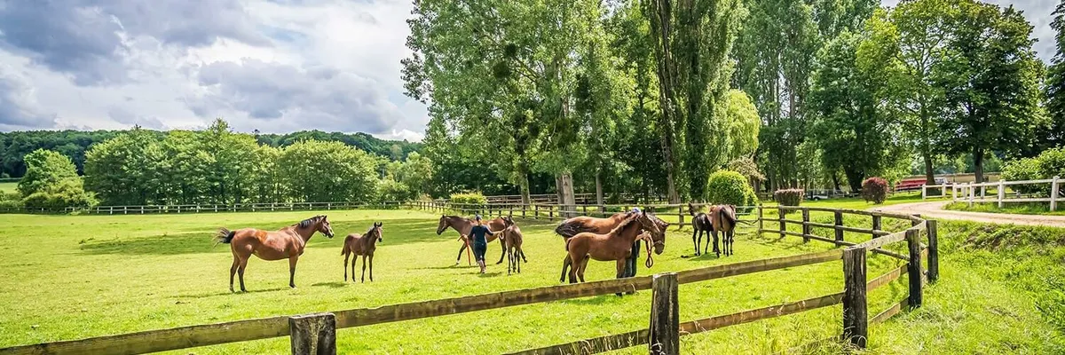 Élevage de pur-sang dans un haras — poulinières et yearlings